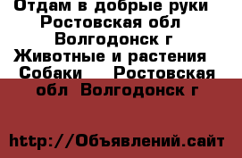 Отдам в добрые руки - Ростовская обл., Волгодонск г. Животные и растения » Собаки   . Ростовская обл.,Волгодонск г.